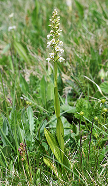 gymnadenia conopsea pseudorchis albida 1