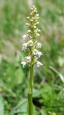 gymnadenia conopsea pseudorchis albida 2