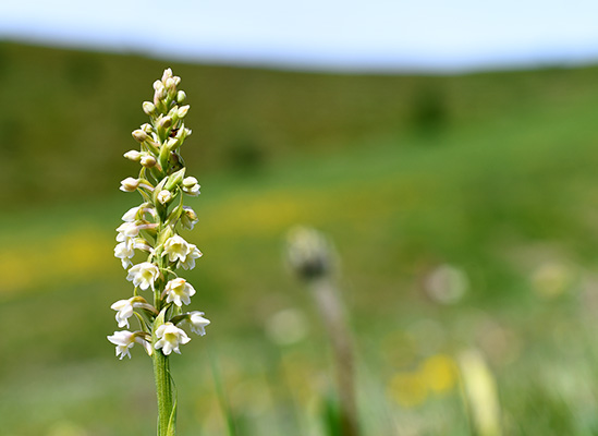 gymnadenia conopsea pseudorchis albida 3