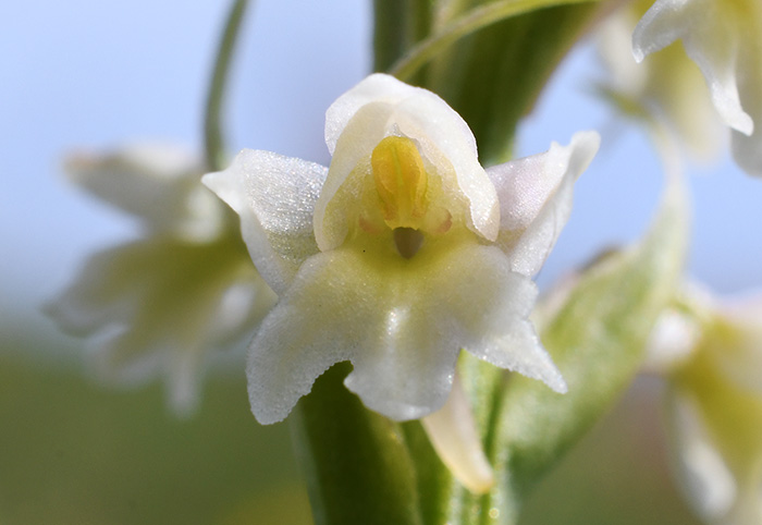 gymnadenia conopsea pseudorchis albida 4