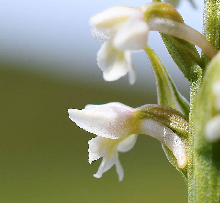 gymnadenia conopsea pseudorchis albida 5