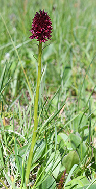 nigritella rhellicani