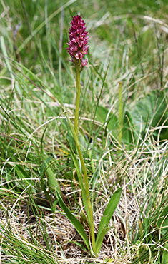 nigritella rhellicani pseudorchis albida 1