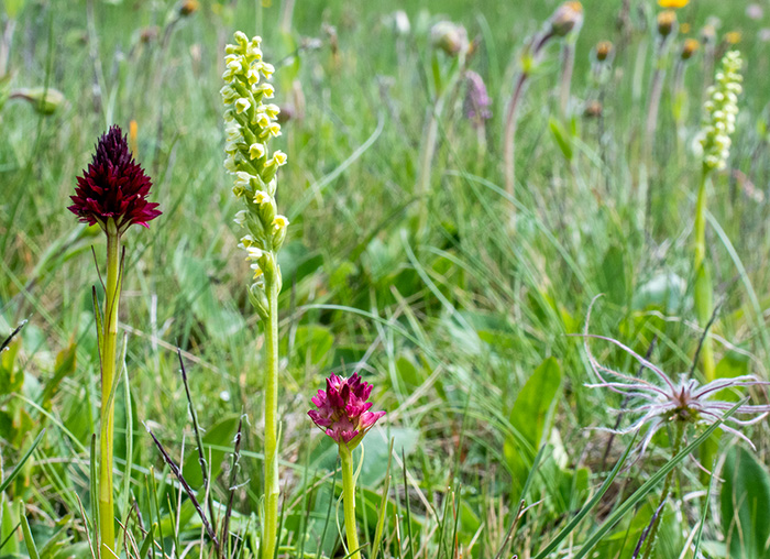 nigritella rhellicani pseudorchis albida 2