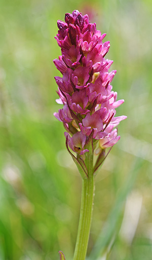 nigritella rhellicani pseudorchis albida 3