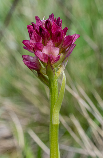 nigritella rhellicani pseudorchis albida 4