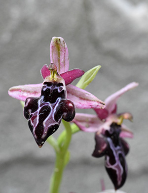 ophrys beloniae 1