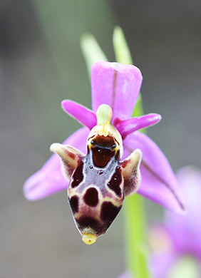 ophrys beloniae polyxo 1