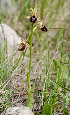 ophrys bertolonii sphegodes 1