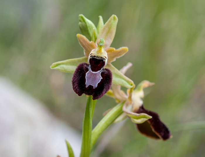 ophrys bertolonii sphegodes 2