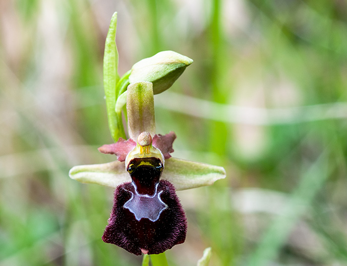 ophrys bertolonii sphegodes 3