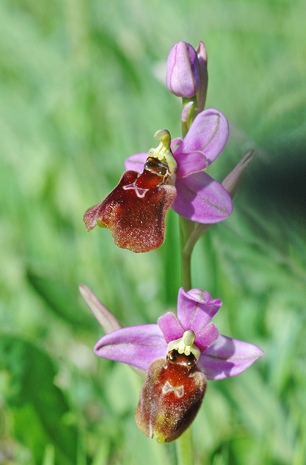 ophrys biscutella tenthredinifera 2
