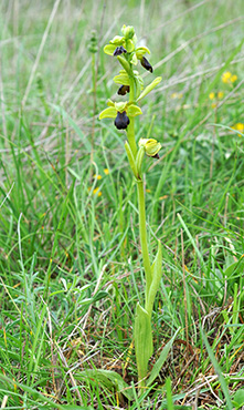 ophrys fusca 1