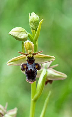 ophrys insectifera scolopax 1