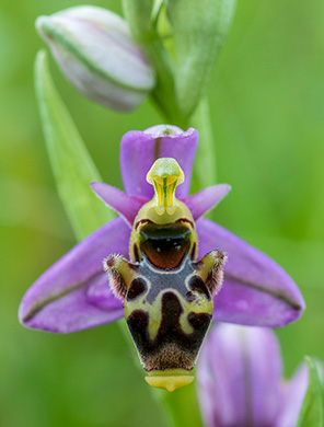 ophrys scolopax