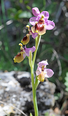 ophrys tenthredinifera