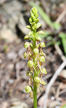 orchis anthropophora