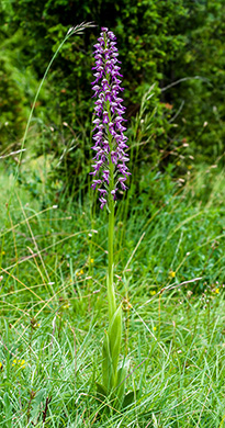 orchis anthropophora militaris 1