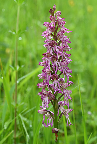 orchis anthropophora militaris 2