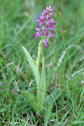 orchis anthropophora militaris 3