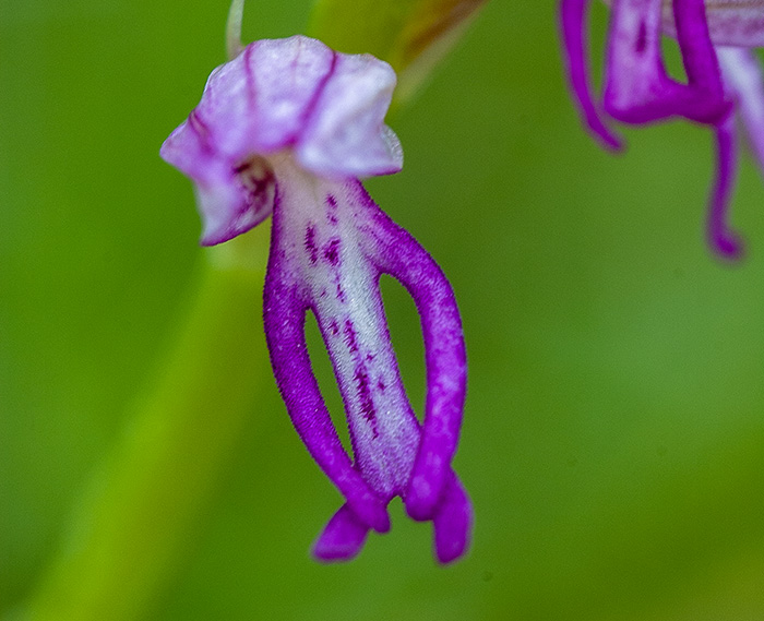 orchis anthropophora militaris 4