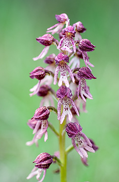 orchis anthropophora purpurea