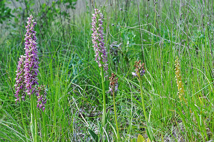 orchis anthropophora simia 1