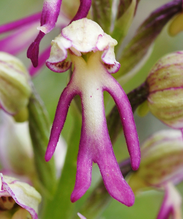 orchis anthropophora simia 2