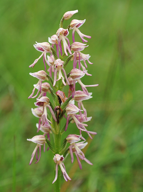 orchis anthropophora simia 3