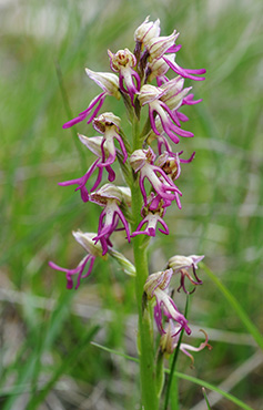 orchis anthropophora simia 4