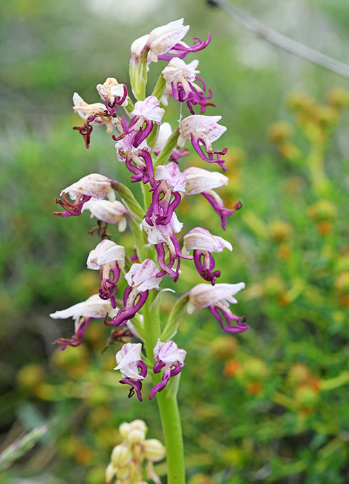 orchis anthropophora simia kroatien