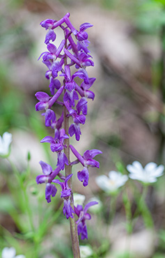 orchis mascula 1