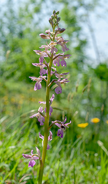 orchis mascula patens 1