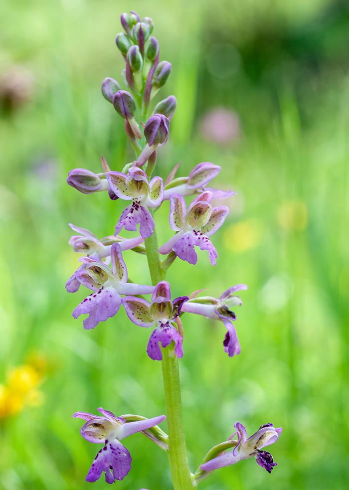 orchis mascula patens 3