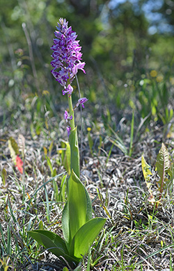 orchis militaris