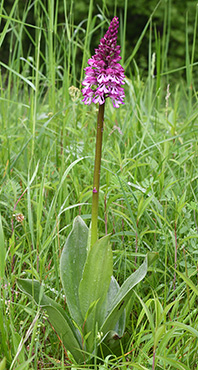 orchis militaris purpurea 1