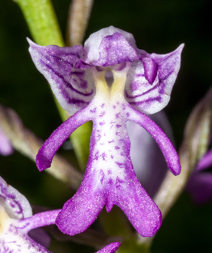 orchis militaris purpurea 2