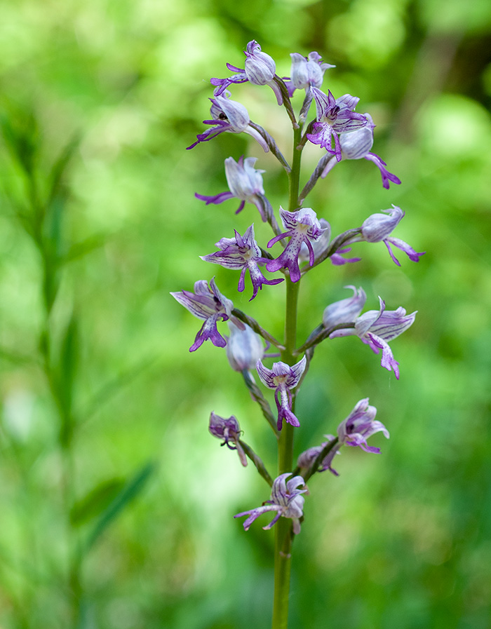 orchis militaris purpurea 3