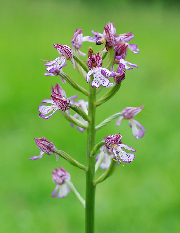 orchis militaris purpurea 4