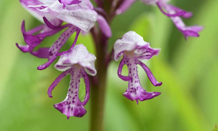 orchis militaris simia 2