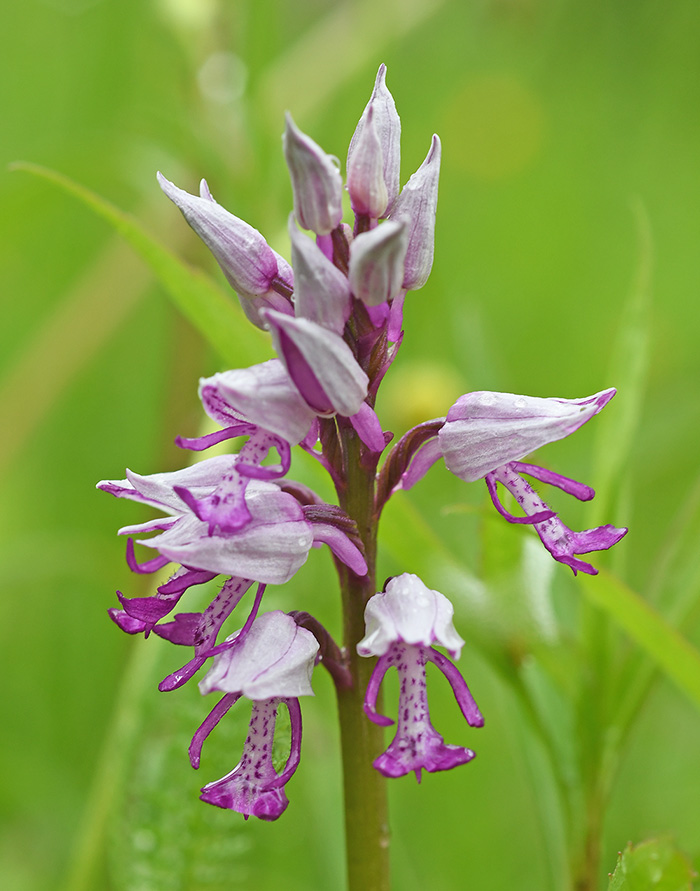 orchis militaris simia 3