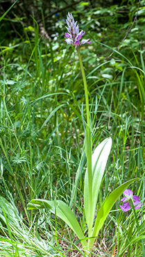 orchis militaris stevenii