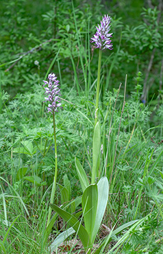 orchis militaris stevenii simia 1