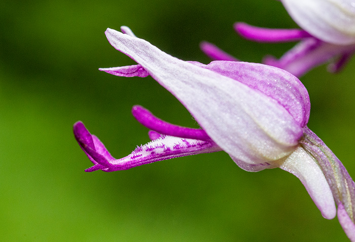 orchis militaris stevenii simia 2