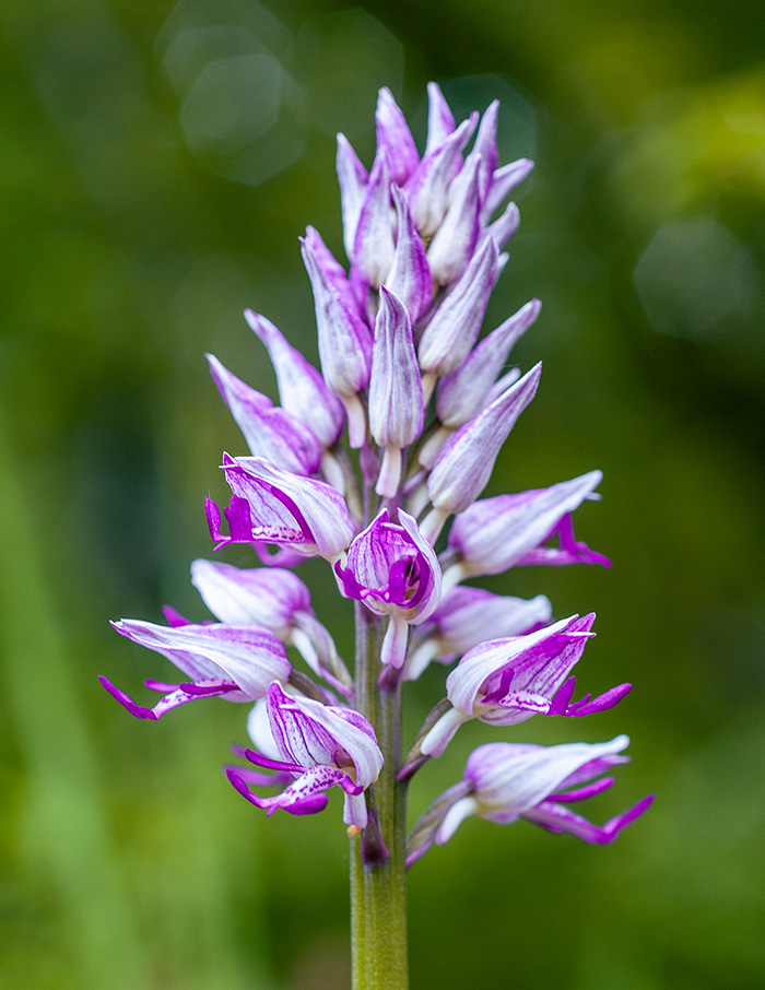 orchis militaris stevenii simia 3