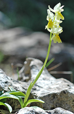 orchis pauciflora