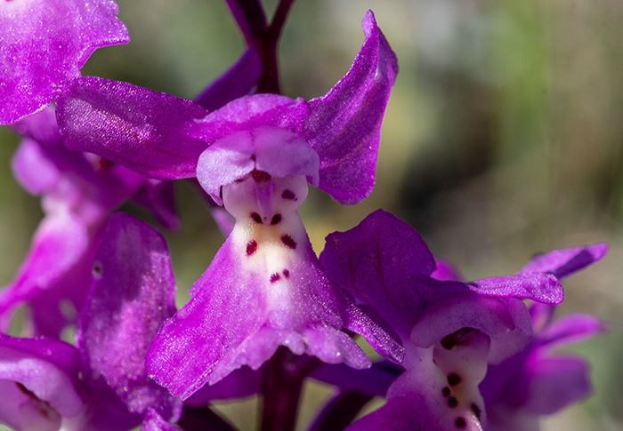 orchis pauciflora quadripunctata 2