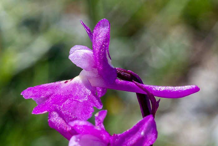 orchis pauciflora quadripunctata 3
