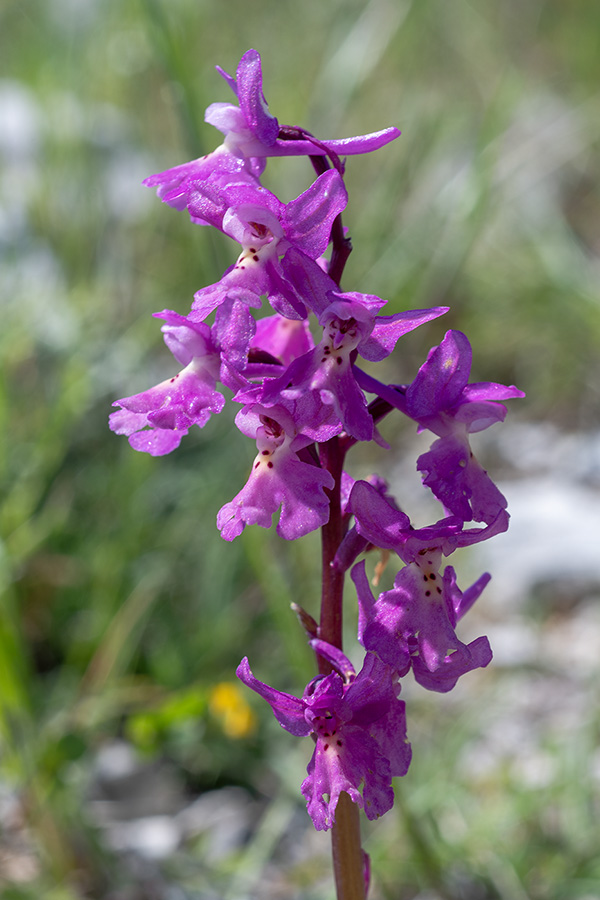 orchis pauciflora quadripunctata 4