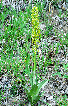 orchis punctulata